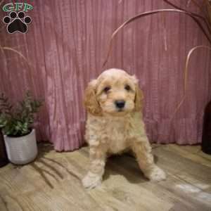 Watson, Mini Goldendoodle Puppy